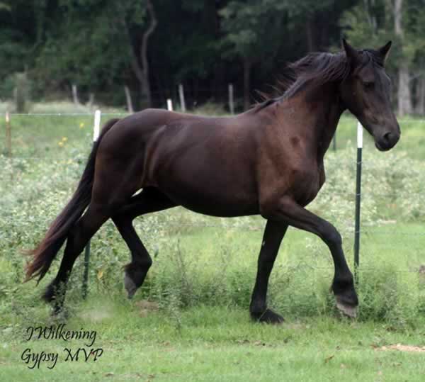 Wysteria | Friesian Filly for Sale